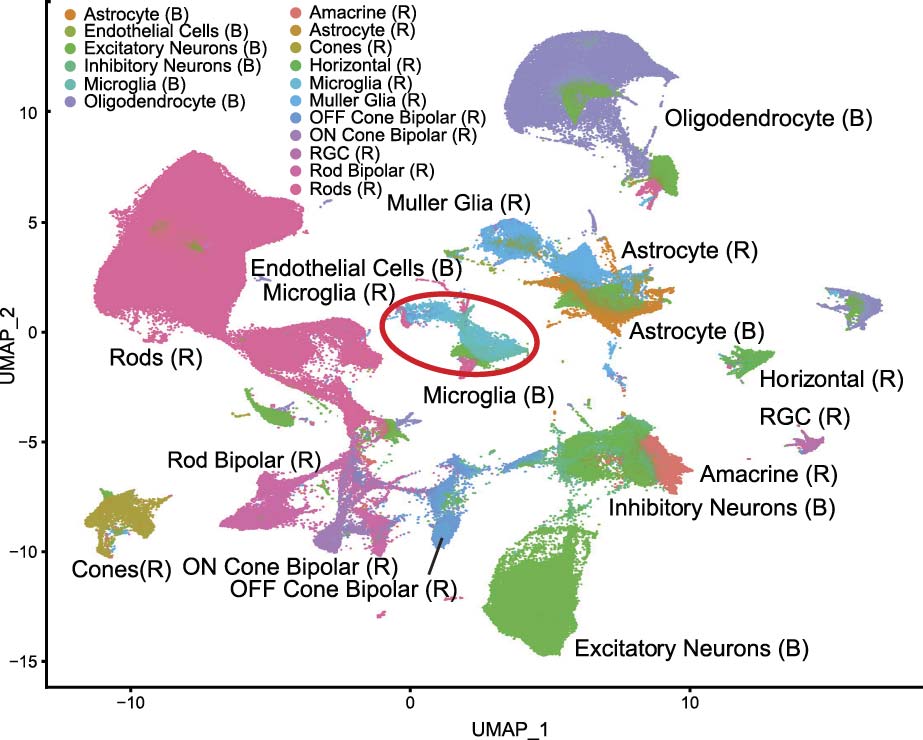 UMAP of retinal and brain cell types with overlapping microglia clusters highlighted