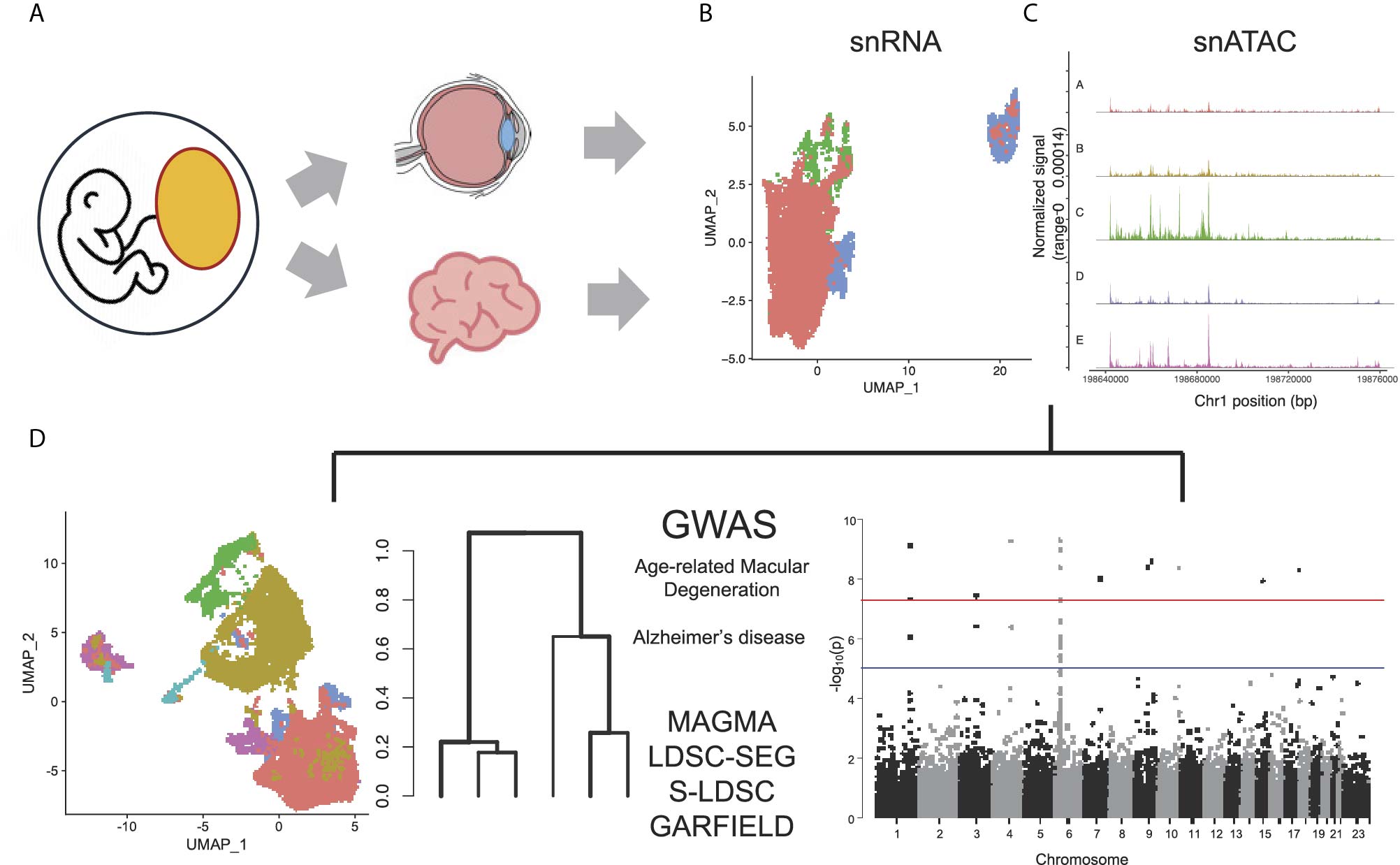 Study overview integrating retinal and brain microglia transcriptomic, epigenomic, and GWAS data
