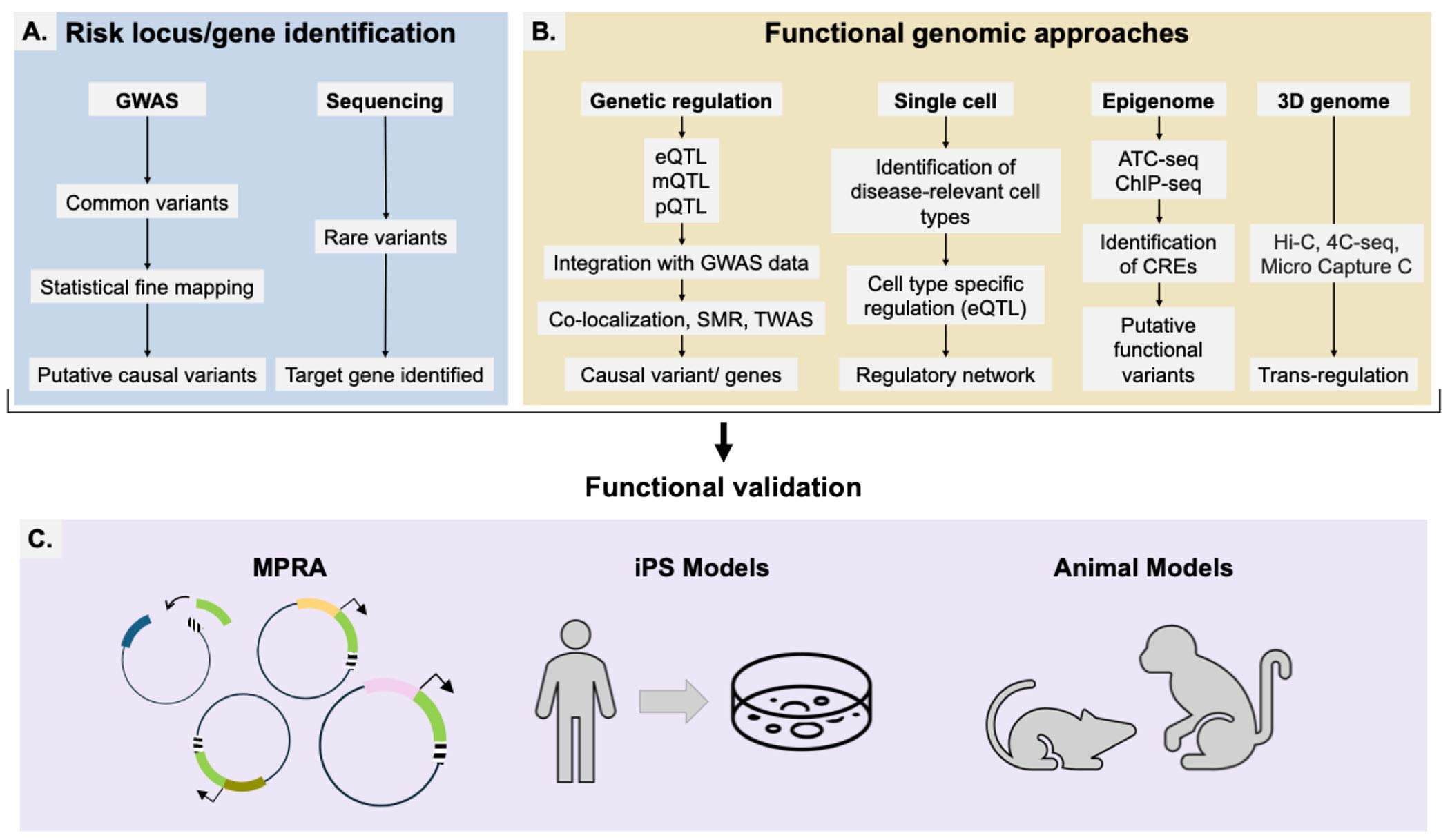 Overview of genetic discovery, functional genomic approaches, and experimental validation for AMD